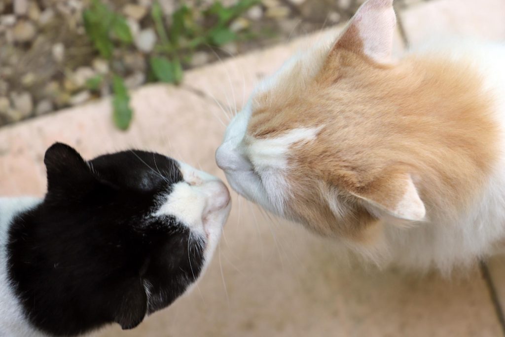 Deux chats museau contre museau