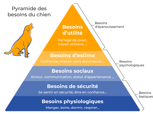 Pyramide de Maslow des besoins du chien